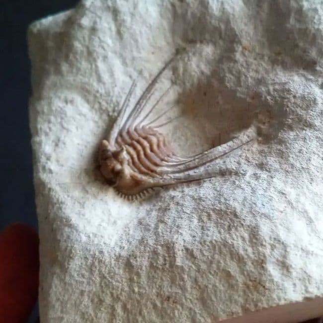 三葉虫　USA　ケトネラスピス　極美　希少