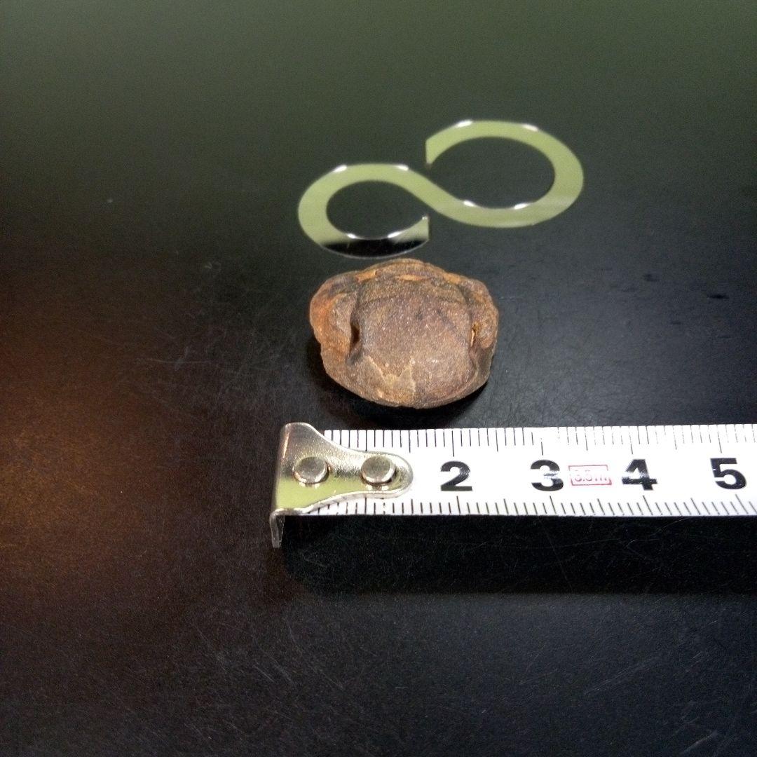 三葉虫　南米産　化石　fossil　ボリビア産　trilobite　南米化石郡④