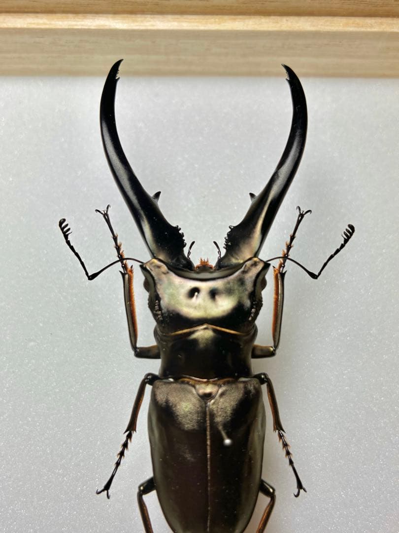 昆虫標本 大型モンギロー二ホソアカ 77mm 飼育品