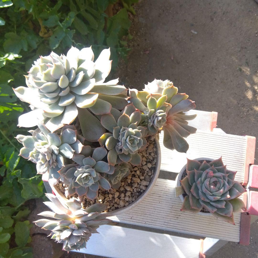 アサ様 リクエスト 5点 まとめ商品