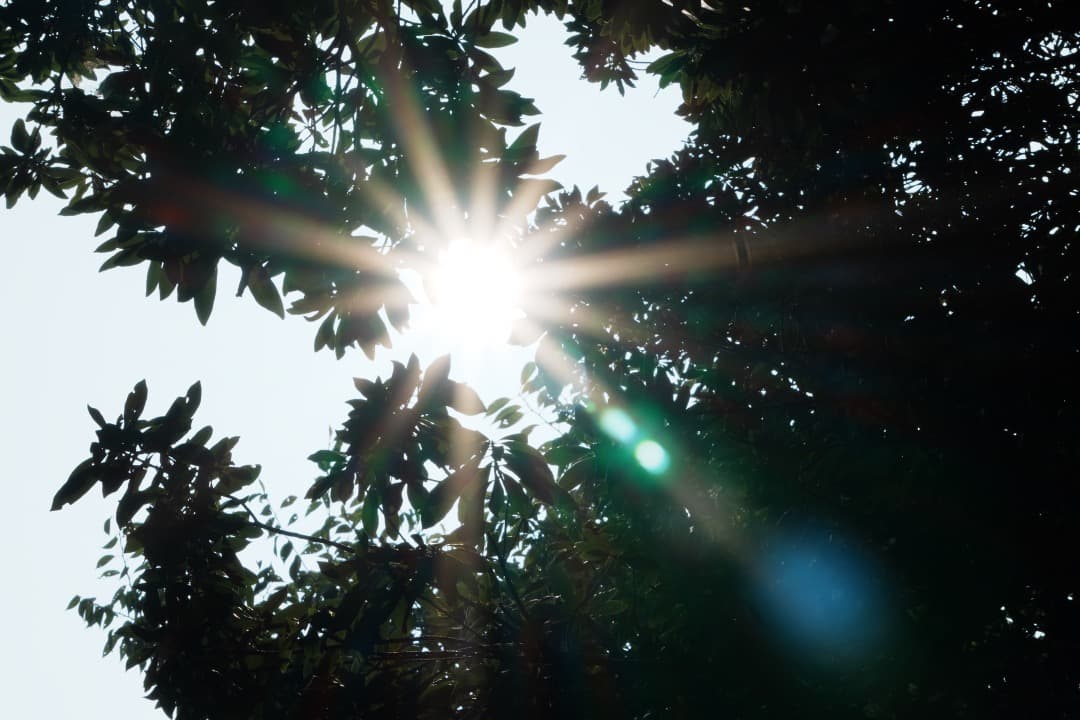 【運動会・スポーツに】SONY 望遠ズームレンズ SEL55210 585