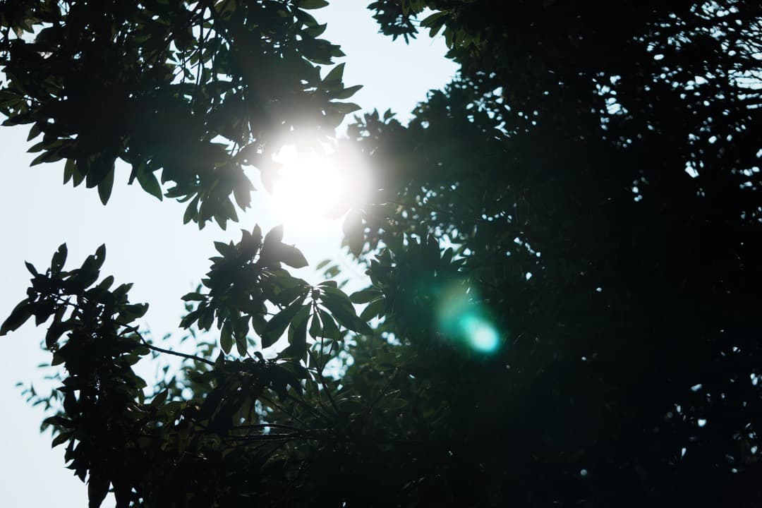 【運動会・スポーツに】SONY 望遠ズームレンズ SEL55210 585