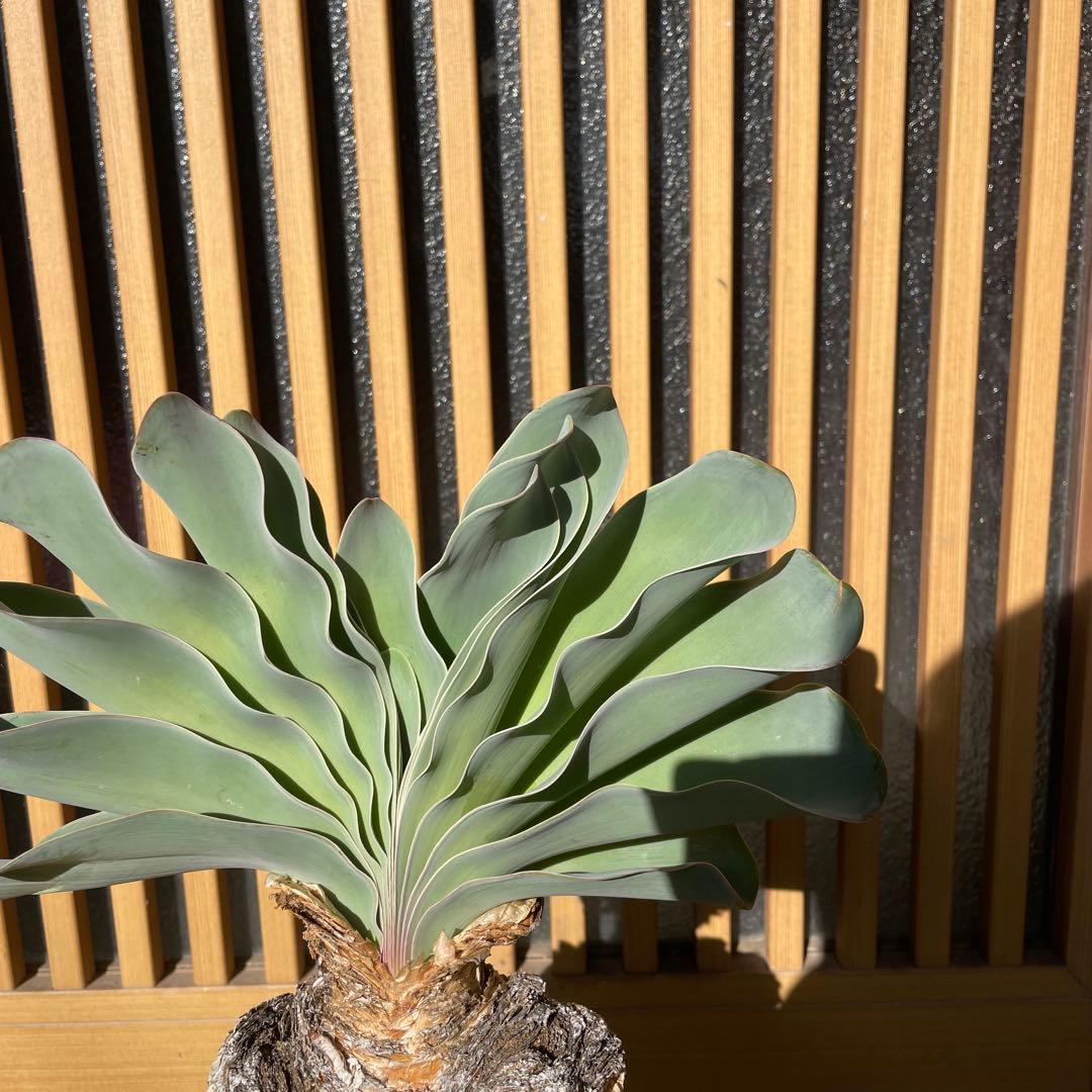 メ*4様 ブーファン ハエマンソイデス