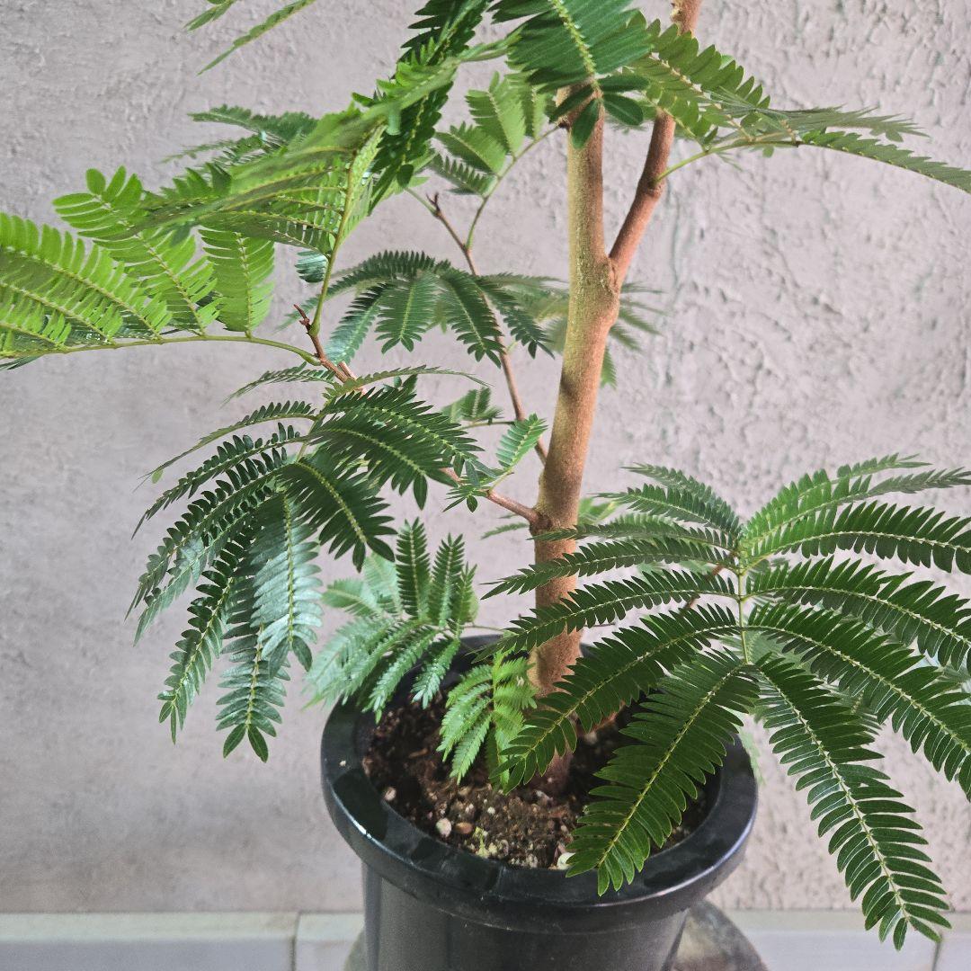 ⑦　エバーフレッシュ　8号特大苗木最高等級極太‼️