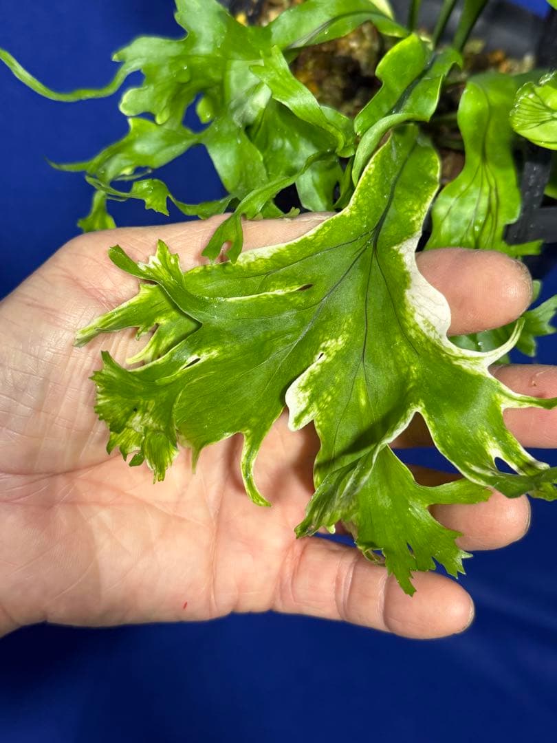 17 Microsorum sp.variegated 斑入りミクロソリュウム