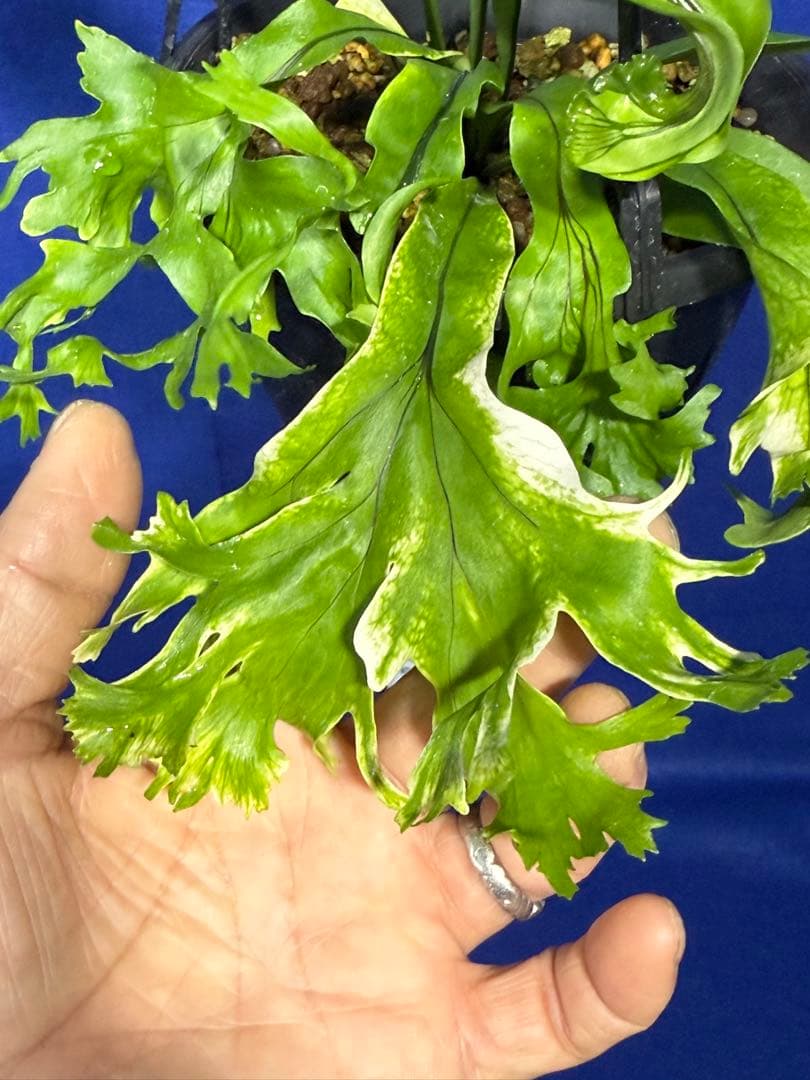 17 Microsorum sp.variegated 斑入りミクロソリュウム