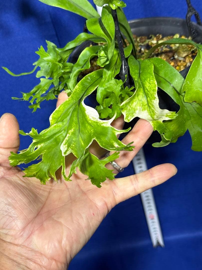 17 Microsorum sp.variegated 斑入りミクロソリュウム