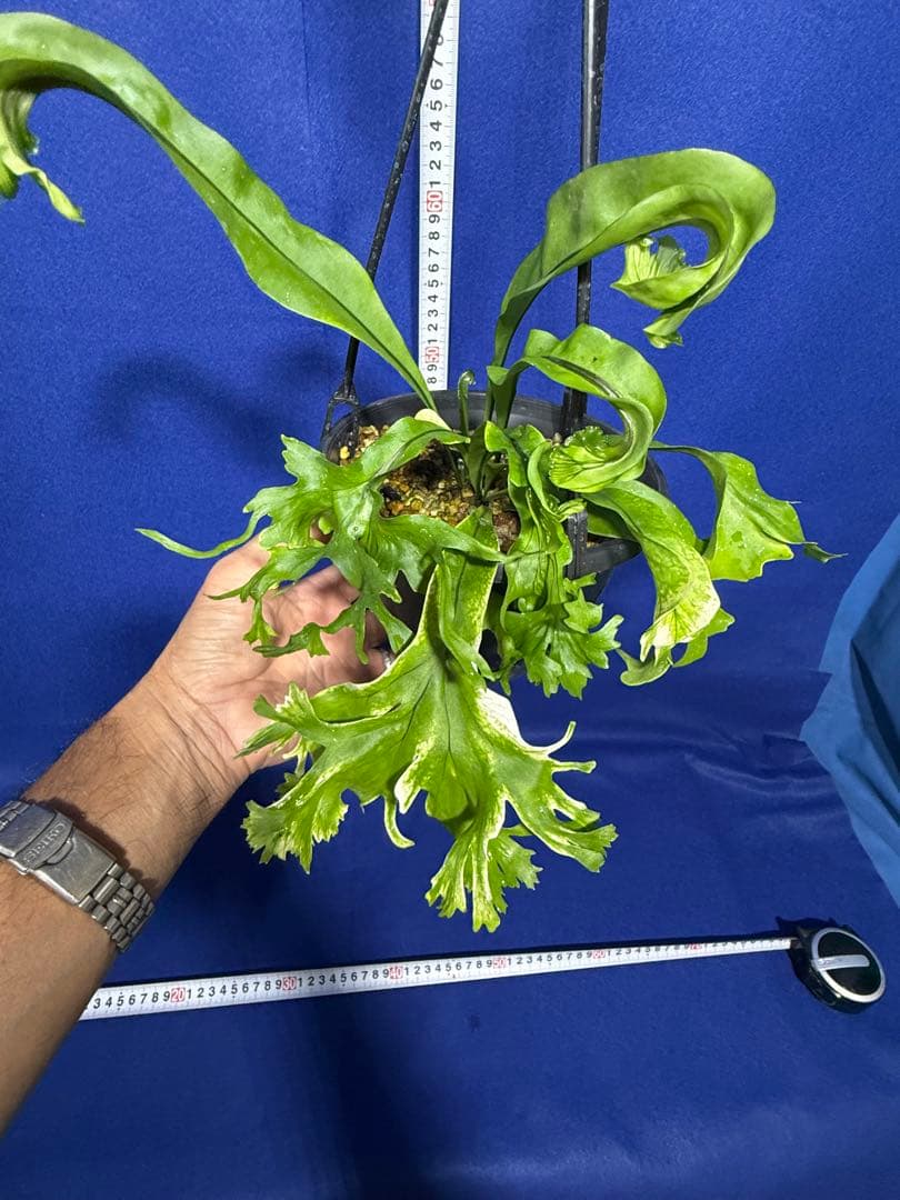 17 Microsorum sp.variegated 斑入りミクロソリュウム