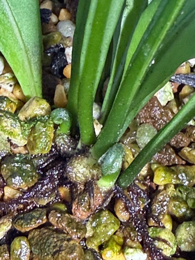 17 Microsorum sp.variegated 斑入りミクロソリュウム