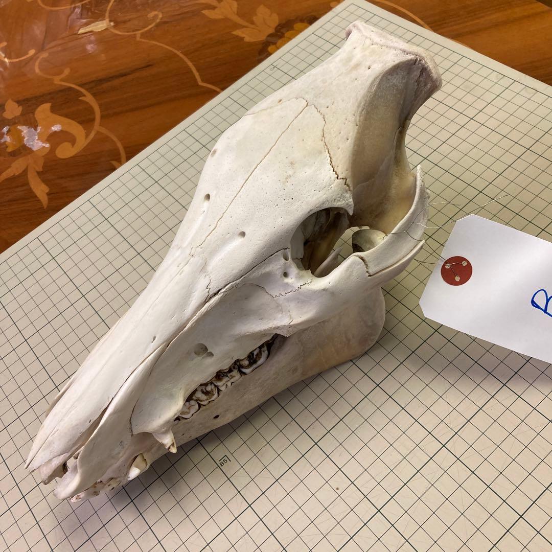 イノシシ　頭骨　スカル