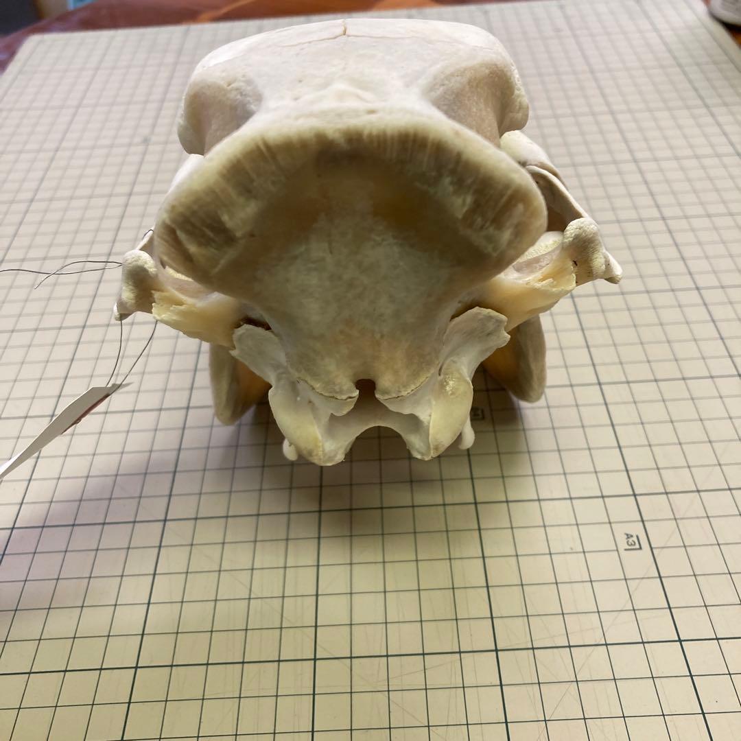 イノシシ　頭骨　スカル