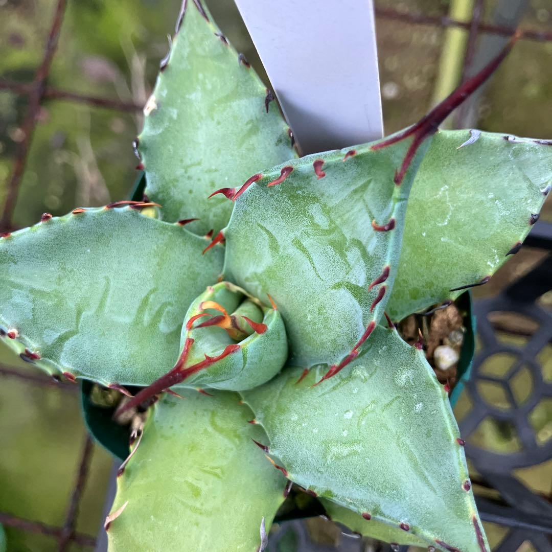 レトロ アガベ マルガリータ