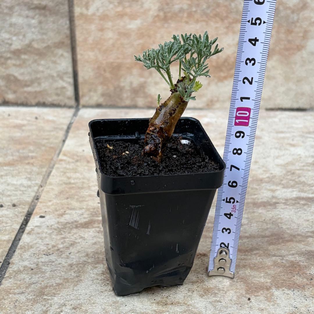 サルコカウロン　ムルチフィズム　約2.5号鉢　No.003　鉢送料込