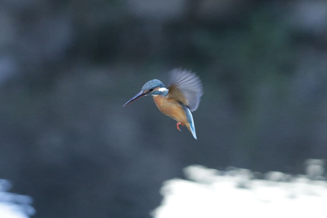 キャノンef300mmf4isusm