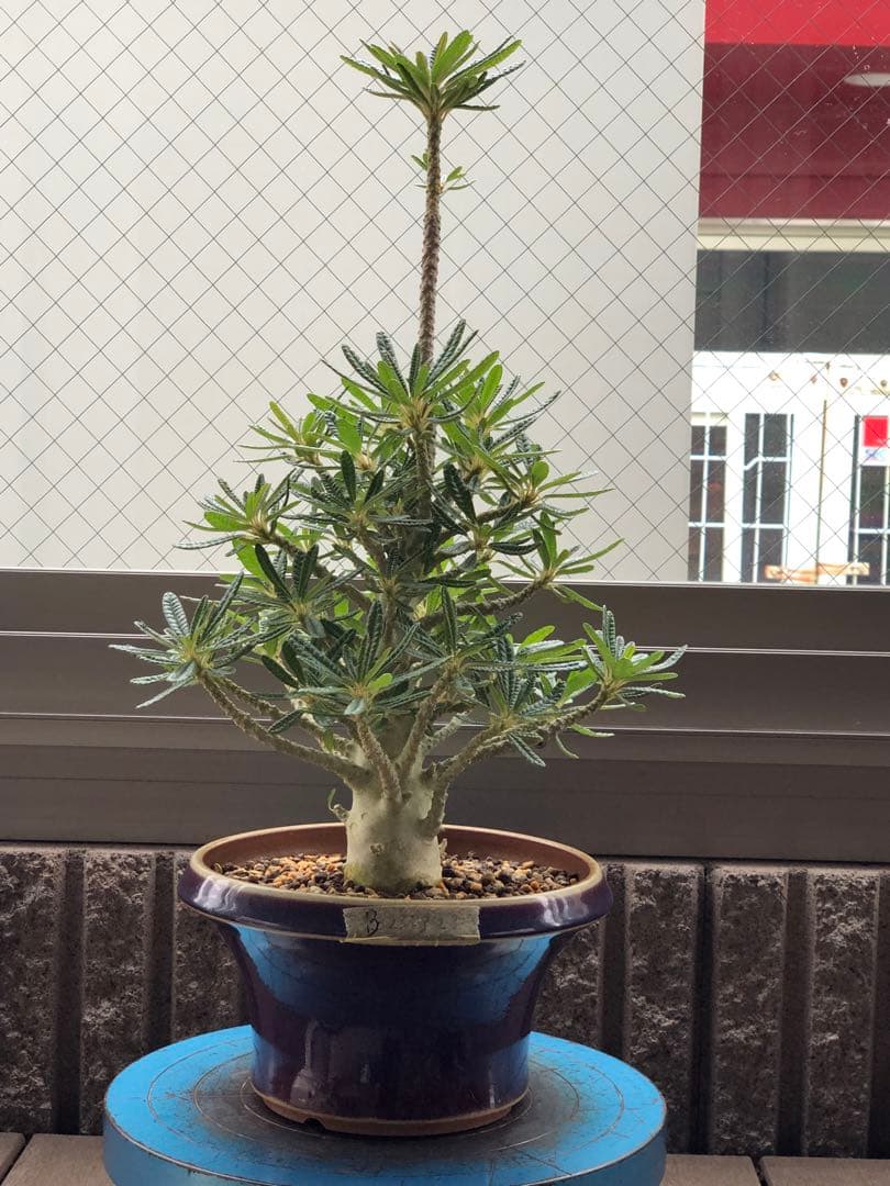 ドルステニア ギガス ブラータ 鉢植え　①