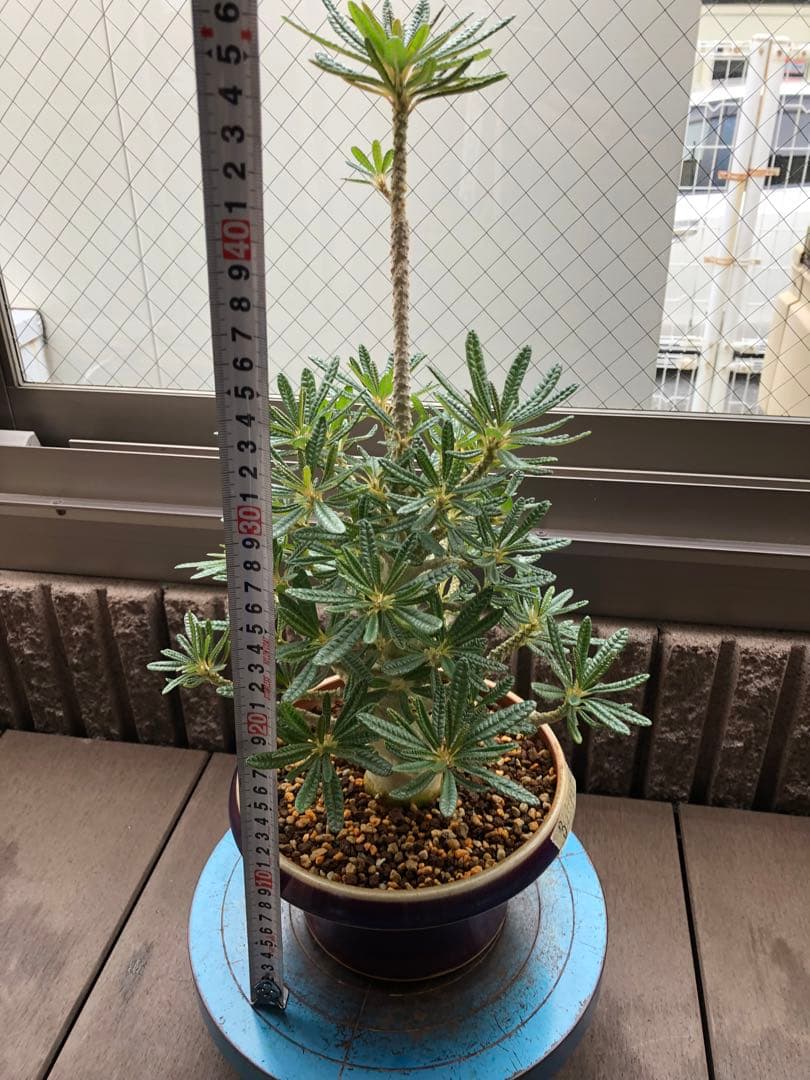 ドルステニア ギガス ブラータ 鉢植え　①