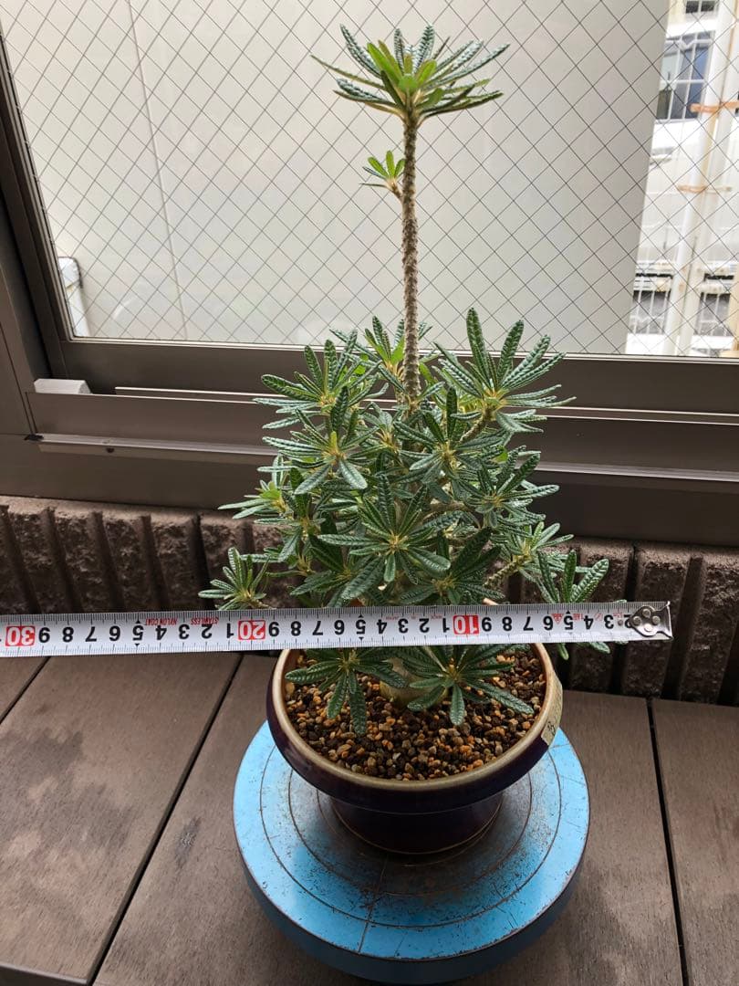 ドルステニア ギガス ブラータ 鉢植え　①