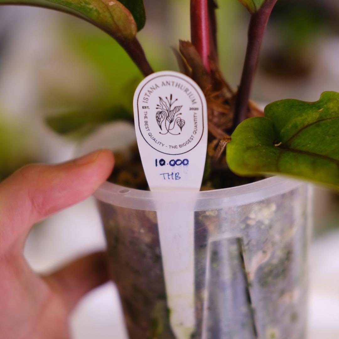 Anthurium Hookeri Sweeta Pink Polkadot ②