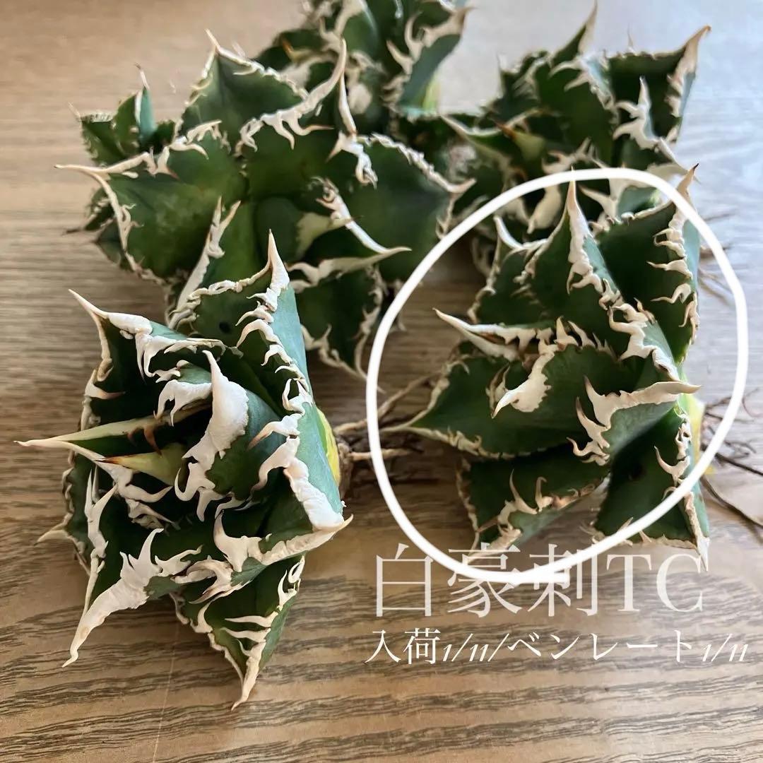 【初売り】58 匿名配送　特選　太棘　アガベ　チタノタ　白豪刺TC ②
