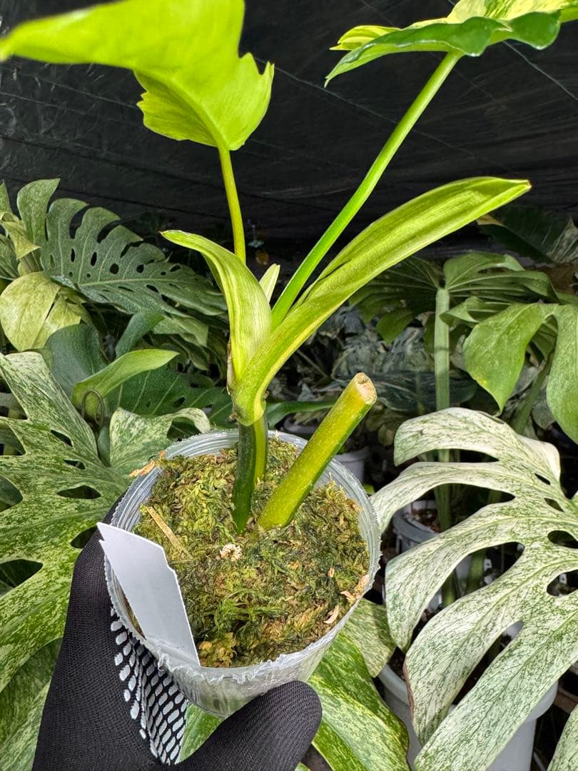 K1 フィロデンドロン　キティナ　健康カット苗
