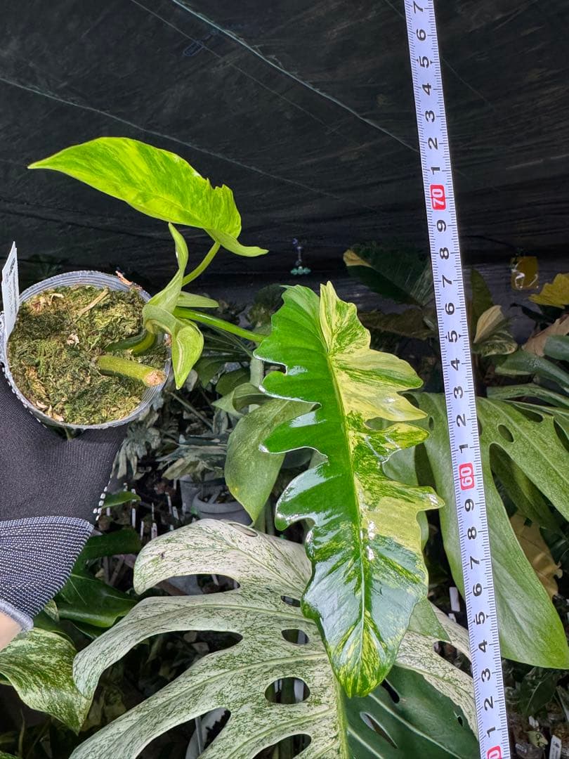 K1 フィロデンドロン　キティナ　健康カット苗