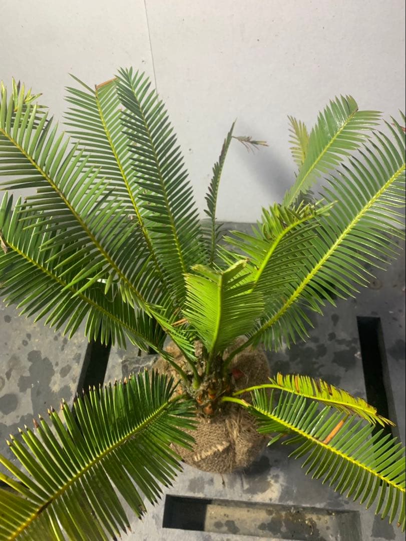 ディオーン　エデュレ　WEIRDO_t.kページ