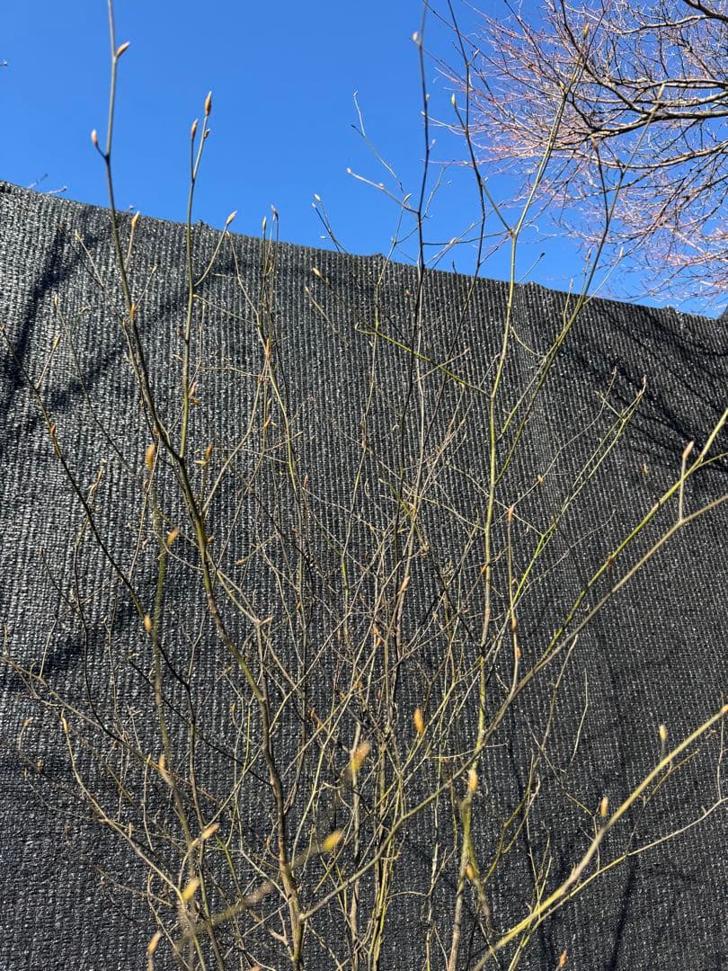 クロモジ　山採り　【品番3535】