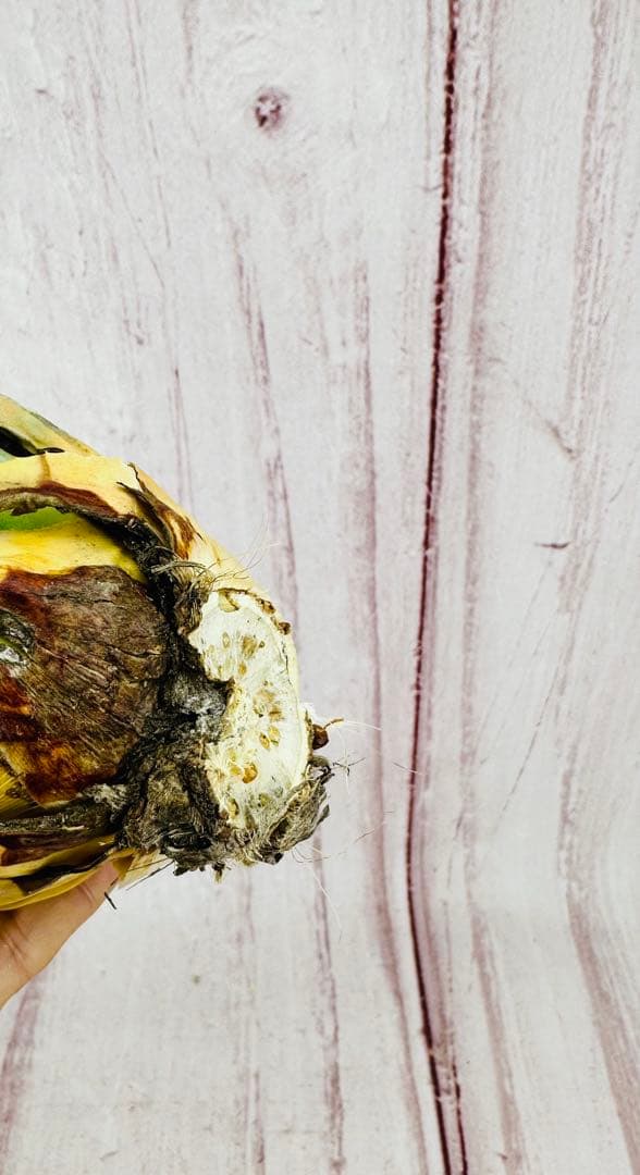 795 アガベ ユタエンシス エボリスピナ 陽炎