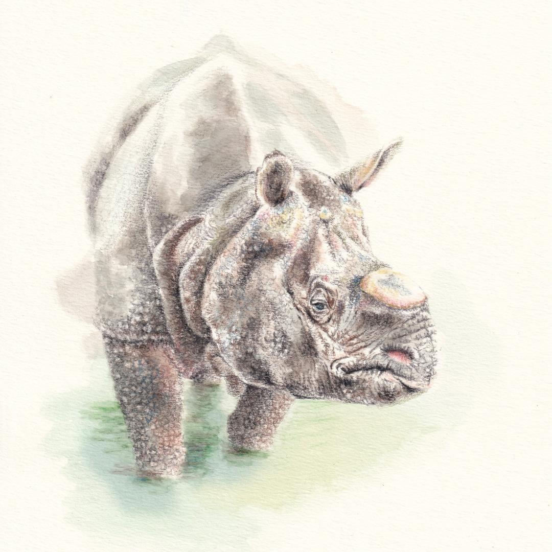 ブロッコリー様 ご依頼作品 インドサイの絵