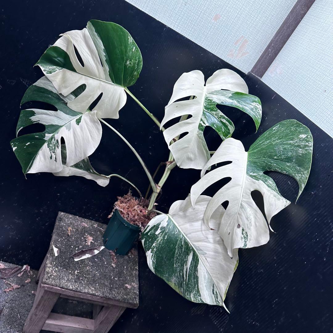 葛*湯様 斑入りモンステラ ホワイトタイガー極美大株59cm白斑多