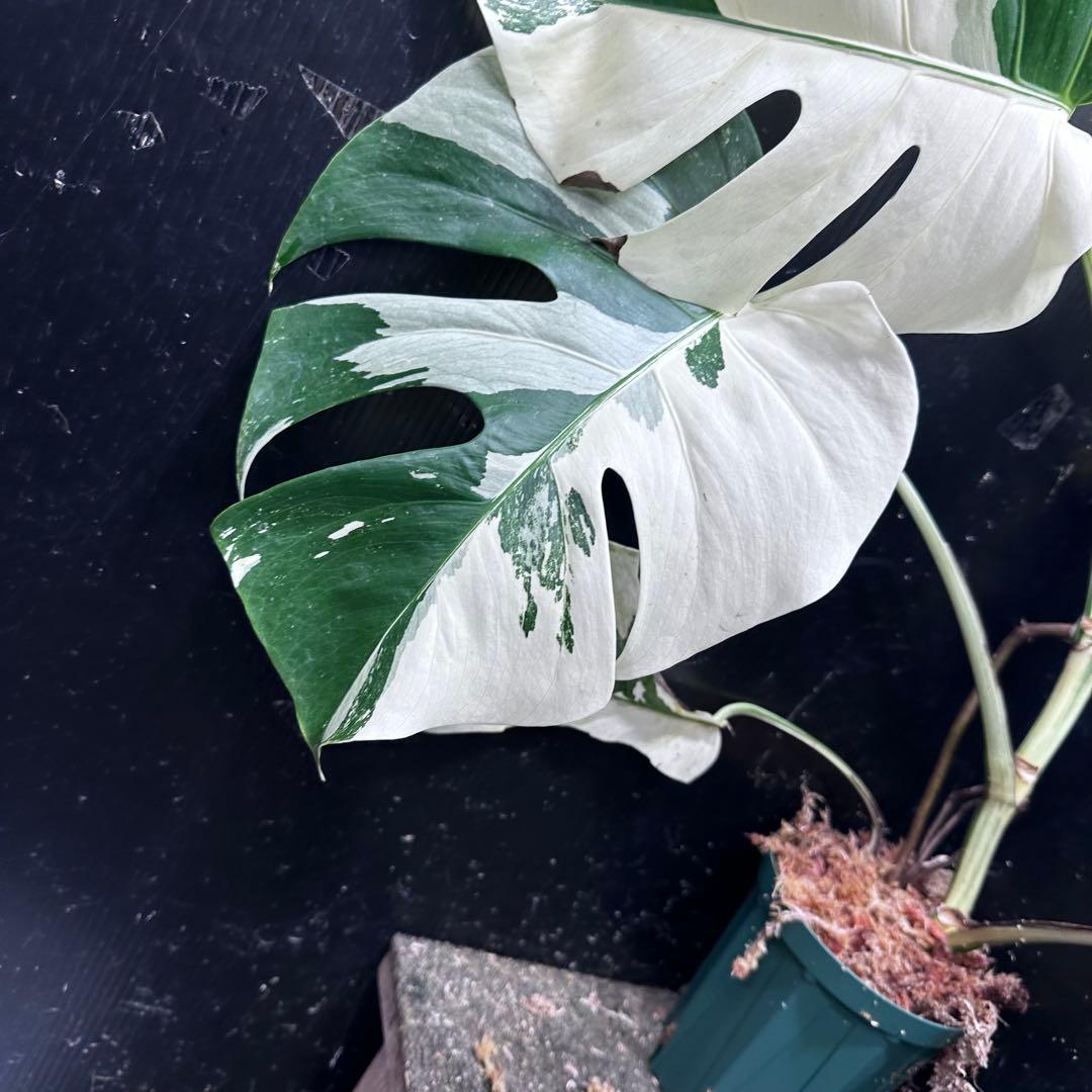 葛*湯様 斑入りモンステラ ホワイトタイガー極美大株59cm白斑多