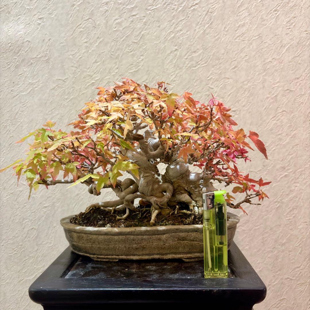 鬼才関野正作　超激レア!! 樹高16㎝　唐楓　カエデ　小品盆栽　真柏　黒松　紅葉