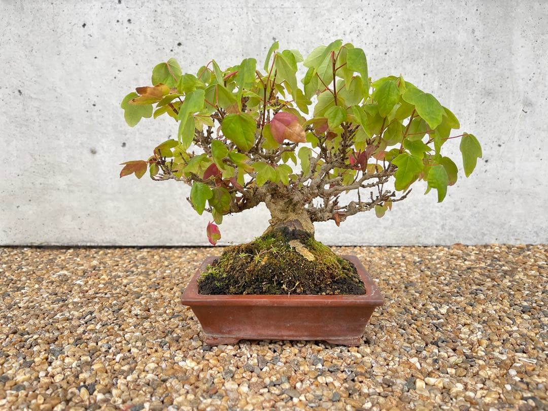 小品 盆栽 楓 カエデ