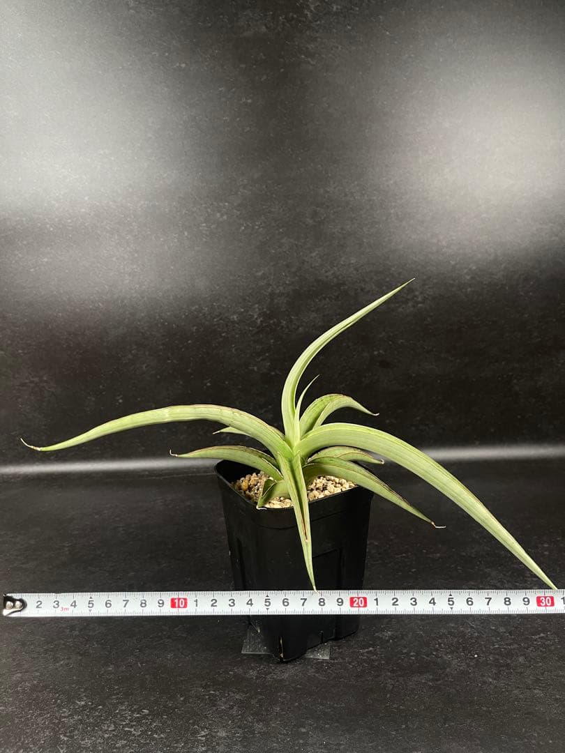 EMP サンセベリア lady may レディメイ　 / SA416