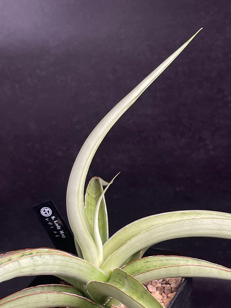 EMP サンセベリア lady may レディメイ　 / SA416