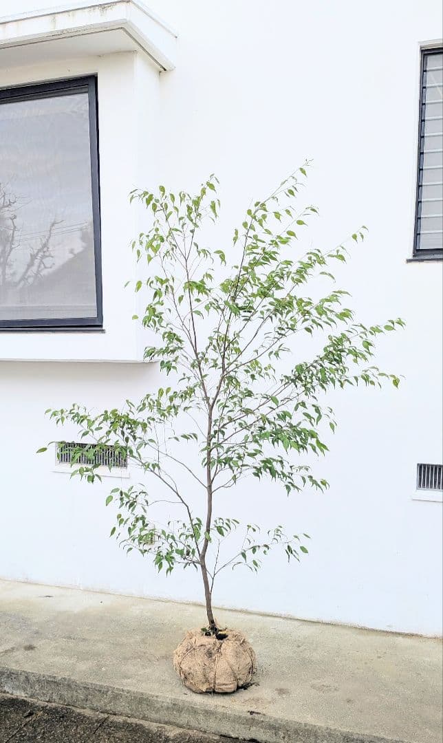 抜群単幹。山採りハイノキ。