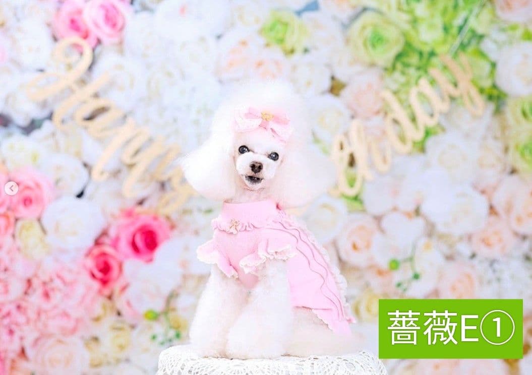 業務用　トリミングチョーカー　バレンタインリボン　苺　いちご　背景布　セット