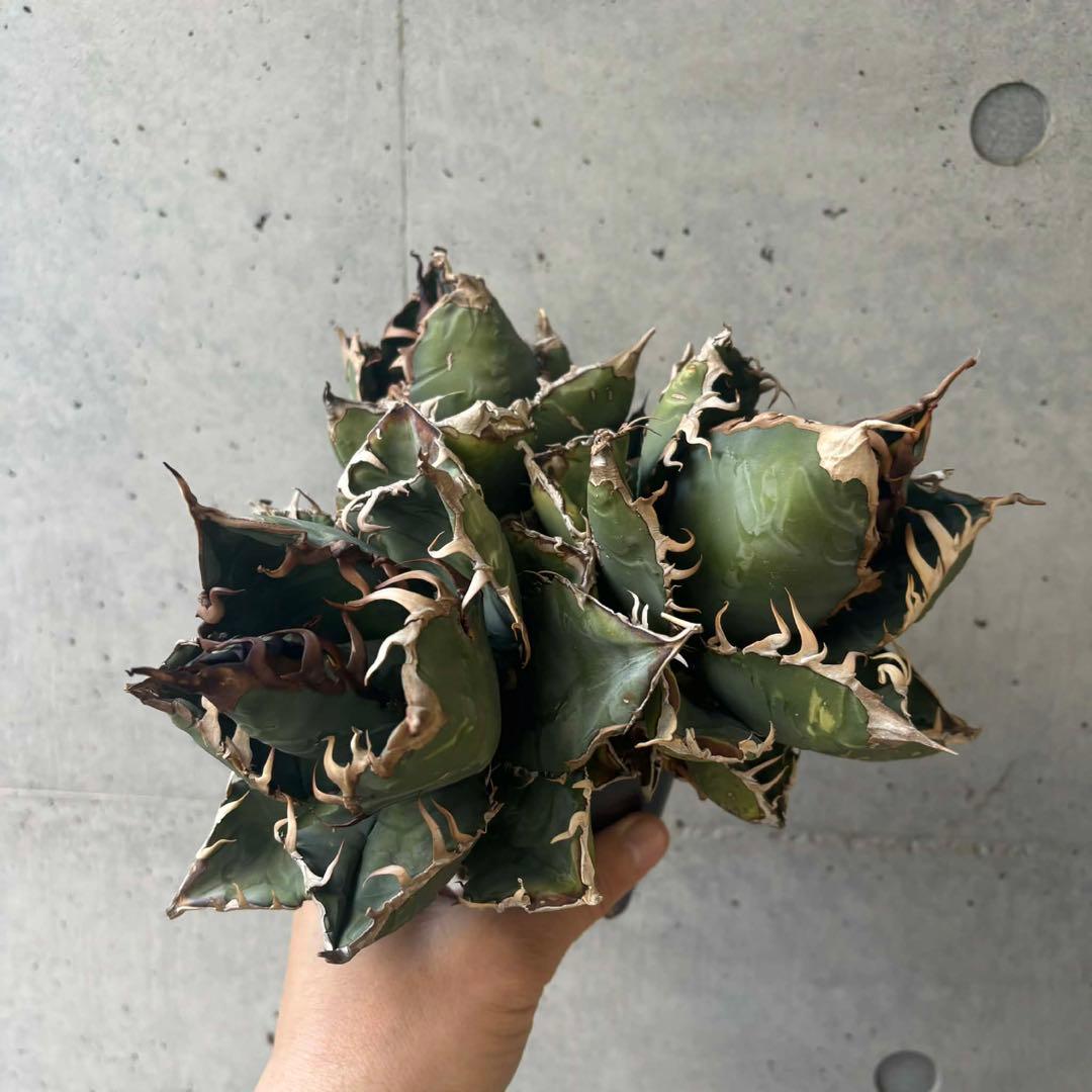 チタノタ　ゴジラ　GODZILLA 3頭群生