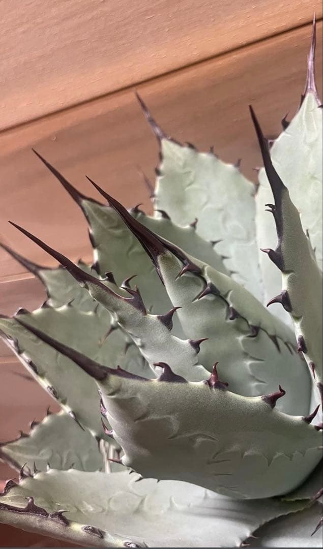 アガベ　パリーハイブリッド黒棘　子株