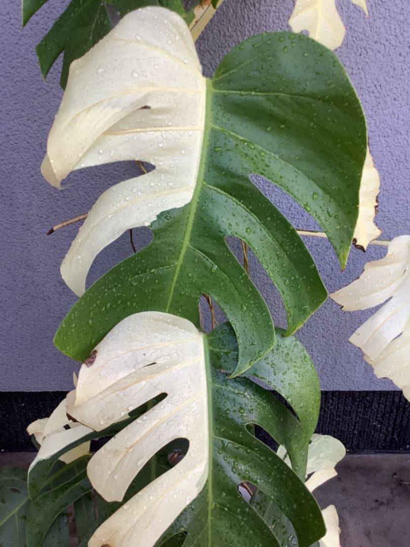 特大斑入りモンステラ（ボルシギアナ種）根上がり株【現品】: プラ鉢のまま発送