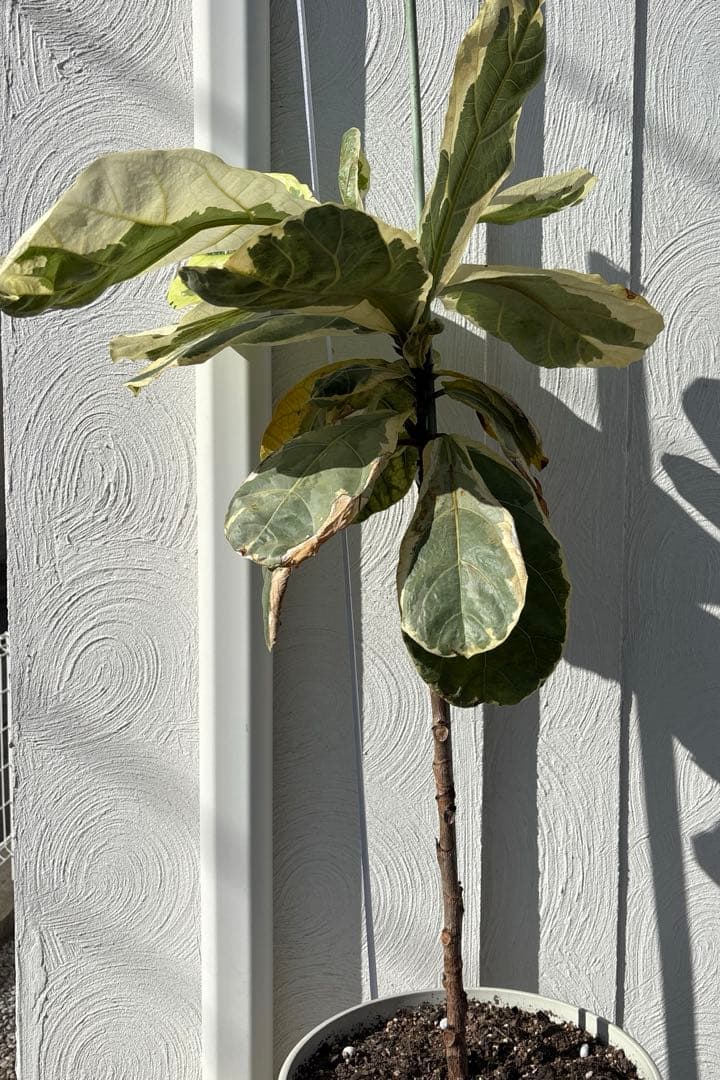 引取り限定　フィカス　リラータ　イヴォンヌ　カシワバゴム　植物　インテリア