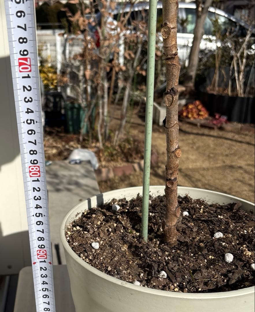 引取り限定　フィカス　リラータ　イヴォンヌ　カシワバゴム　植物　インテリア