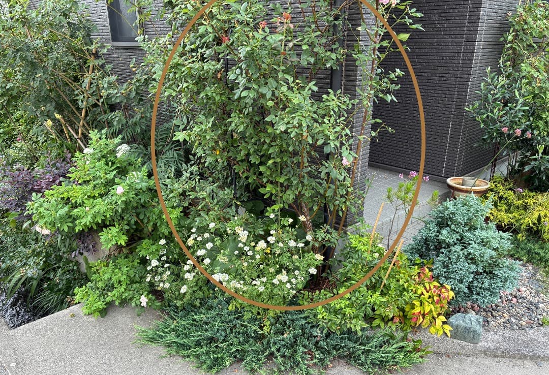 ERメアリー ディレイニー【大苗】イングリッシュローズ（モーティマーサックラー）