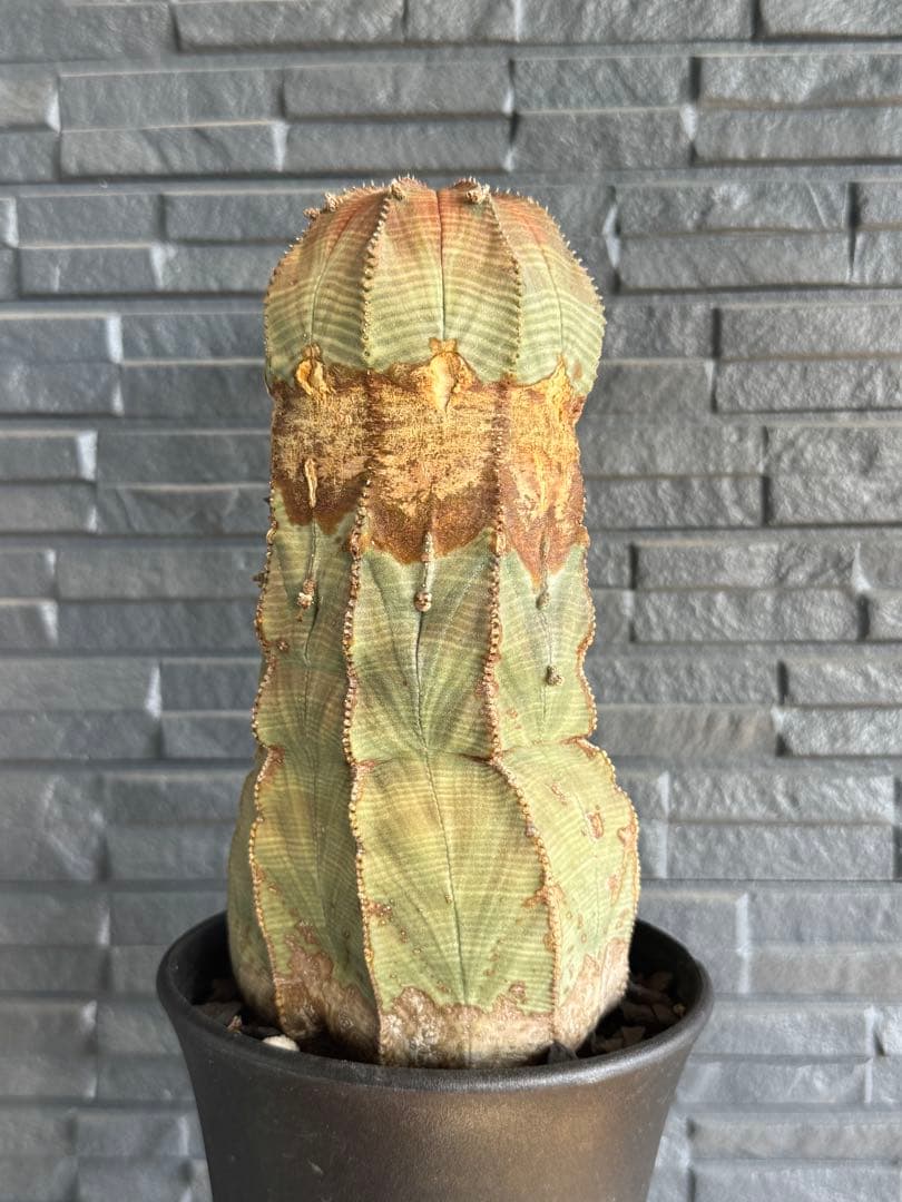 ☆極太株☆ オベサ　美模様　幅10cm 　ホリダ　ゼブラホリダ