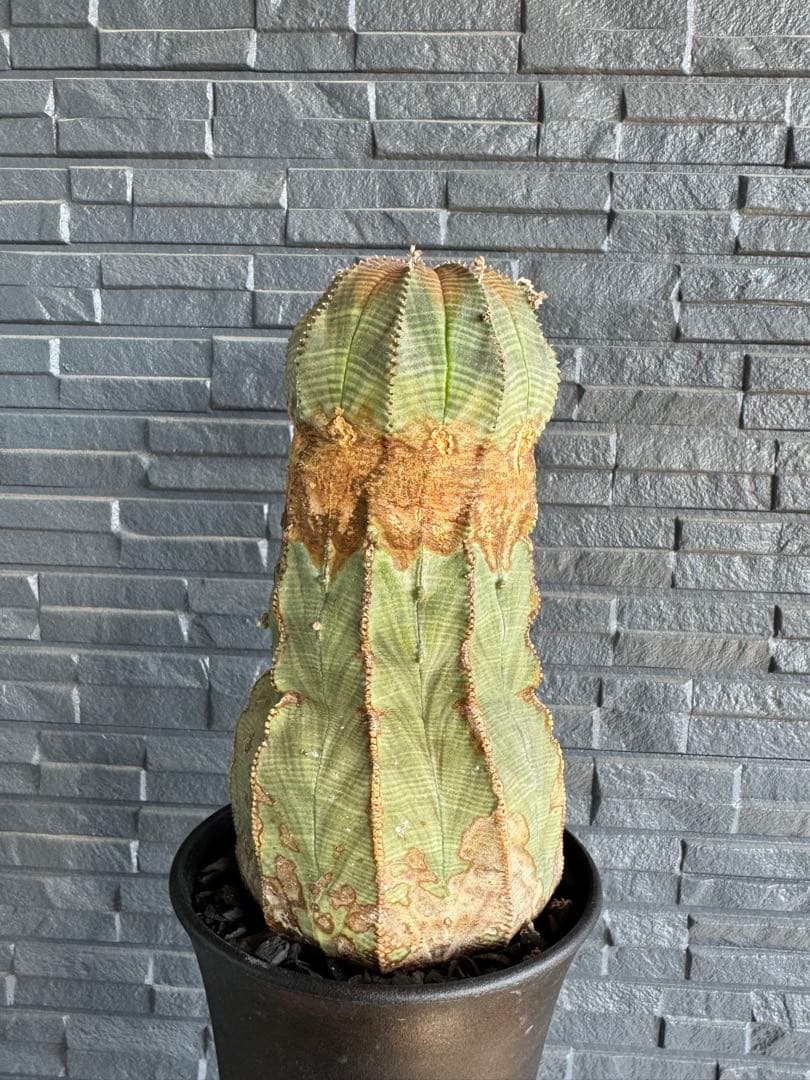 ☆極太株☆ オベサ　美模様　幅10cm 　ホリダ　ゼブラホリダ