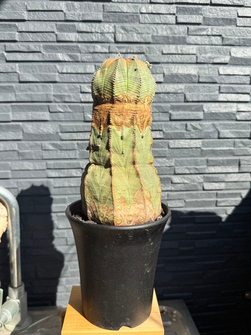 ☆極太株☆ オベサ　美模様　幅10cm 　ホリダ　ゼブラホリダ