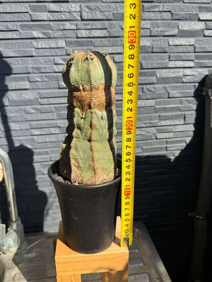 ☆極太株☆ オベサ　美模様　幅10cm 　ホリダ　ゼブラホリダ