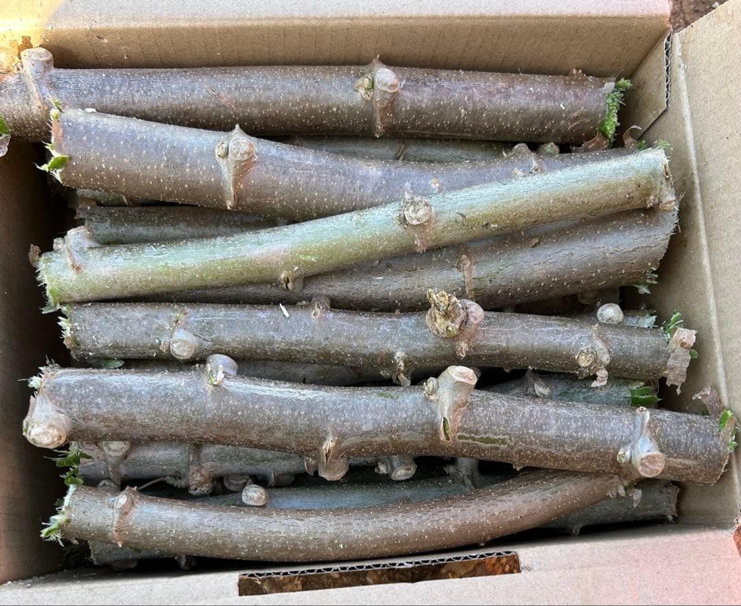 官能的な旨味と甘味。超高級★キャッサバ・ゴールドSS★挿し木枝。80サイズ箱満杯