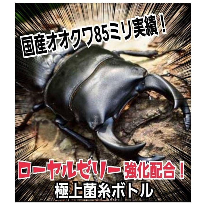 極上！ヒマラヤひらたけ菌糸瓶1500ml【6本】トレハロース、キトサン強化配合！