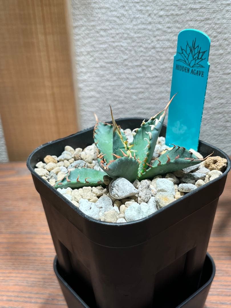 【最終】エボリスピナ× BB hybrid ハイブリッド①発根活着